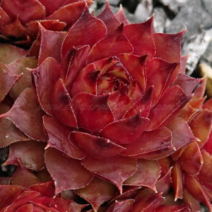 "Sempervivum 'Nataliya' &ndash; eigene Z&uuml;chtung von Yvonne Rudolph (2021), Mutterpflanze: Moby Dick"