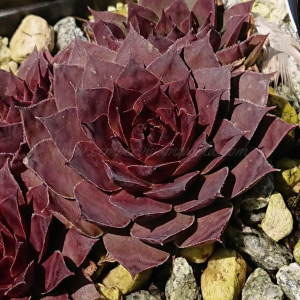"Sempervivum 'Nataliya' &ndash; eigene Z&uuml;chtung von Yvonne Rudolph (2021), Mutterpflanze: Moby Dick"