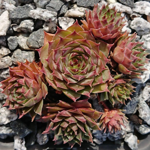 "Sempervivum 'Nataliya' &ndash; eigene Z&uuml;chtung von Yvonne Rudolph (2021), Mutterpflanze: Moby Dick"