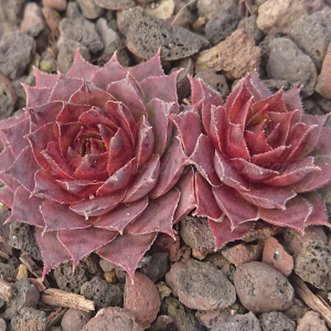 "Sempervivum 'Nataliya' &ndash; eigene Z&uuml;chtung von Yvonne Rudolph (2021), Mutterpflanze: Moby Dick"