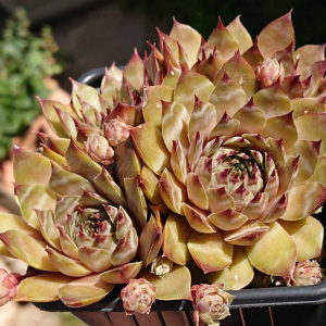 "Sempervivum 'Nataliya' &ndash; eigene Z&uuml;chtung von Yvonne Rudolph (2021), Mutterpflanze: Moby Dick"