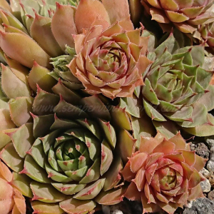 "Sempervivum 'Nataliya' &ndash; eigene Z&uuml;chtung von Yvonne Rudolph (2021), Mutterpflanze: Moby Dick"