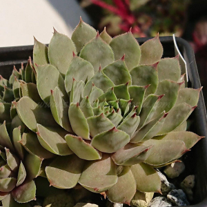 "Sempervivum 'Nataliya' &ndash; eigene Z&uuml;chtung von Yvonne Rudolph (2021), Mutterpflanze: Moby Dick"