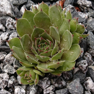"Sempervivum 'Old Lady' &ndash; eigene Z&uuml;chtung von Yvonne Rudolph (2021), Mutterpflanze: Cheburashka"