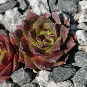 "Sempervivum 'Old Lady' &ndash; eigene Z&uuml;chtung von Yvonne Rudolph (2021), Mutterpflanze: Cheburashka"