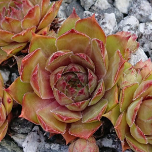 "Sempervivum 'Old Lady' &ndash; eigene Z&uuml;chtung von Yvonne Rudolph (2021), Mutterpflanze: Cheburashka"
