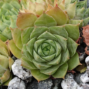 "Sempervivum 'Old Lady' &ndash; eigene Z&uuml;chtung von Yvonne Rudolph (2021), Mutterpflanze: Cheburashka"