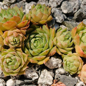 "Sempervivum 'Old Lady' &ndash; eigene Z&uuml;chtung von Yvonne Rudolph (2021), Mutterpflanze: Cheburashka"