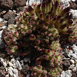 "Sempervivum 'Red Sticks' &ndash; eigene Z&uuml;chtung von Yvonne Rudolph (2022), Mutterpflanze: Moby Dick"