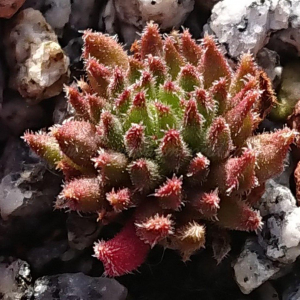 "Sempervivum 'Red Sticks' &ndash; eigene Z&uuml;chtung von Yvonne Rudolph (2022), Mutterpflanze: Moby Dick"