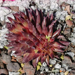 "Sempervivum 'Red Sticks' &ndash; eigene Z&uuml;chtung von Yvonne Rudolph (2022), Mutterpflanze: Moby Dick"