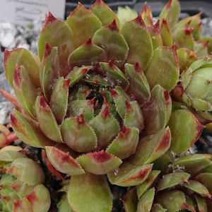 "Sempervivum 'Roter Goldschatz' &ndash; eigene Z&uuml;chtung von Yvonne Rudolph (2021), Mutterpflanze: Moby Dick"