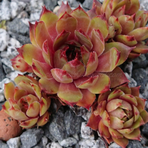 "Sempervivum 'Roter Goldschatz' &ndash; eigene Z&uuml;chtung von Yvonne Rudolph (2021), Mutterpflanze: Moby Dick"