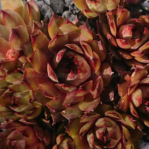 "Sempervivum 'Roter Goldschatz' &ndash; eigene Z&uuml;chtung von Yvonne Rudolph (2021), Mutterpflanze: Moby Dick"