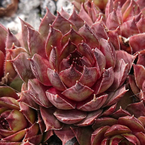 "Sempervivum 'Roter Goldschatz' &ndash; eigene Z&uuml;chtung von Yvonne Rudolph (2021), Mutterpflanze: Moby Dick"