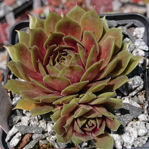 "Sempervivum 'Shoebill' &ndash; eigene Z&uuml;chtung von Yvonne Rudolph (2021), Mutterpflanze: Lotus"