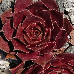 "Sempervivum 'Shoebill' &ndash; eigene Z&uuml;chtung von Yvonne Rudolph (2021), Mutterpflanze: Lotus"