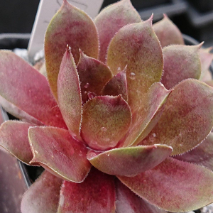 "Sempervivum 'Shoebill' &ndash; eigene Z&uuml;chtung von Yvonne Rudolph (2021), Mutterpflanze: Lotus"