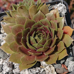 "Sempervivum 'Shoebill' &ndash; eigene Z&uuml;chtung von Yvonne Rudolph (2021), Mutterpflanze: Lotus"