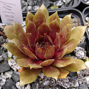 "Sempervivum 'Shoebill' &ndash; eigene Z&uuml;chtung von Yvonne Rudolph (2021), Mutterpflanze: Lotus"