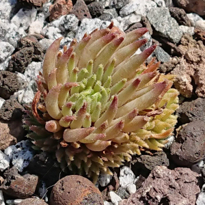 "Sempervivum 'Sonic' &ndash; eigene Z&uuml;chtung von Yvonne Rudolph (2022), Mutterpflanze: Moby Dick"