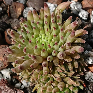 "Sempervivum 'Sonic' &ndash; eigene Z&uuml;chtung von Yvonne Rudolph (2022), Mutterpflanze: Moby Dick"