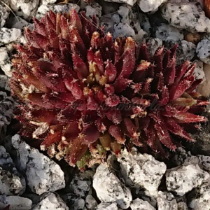 "Sempervivum 'Sonic' &ndash; eigene Z&uuml;chtung von Yvonne Rudolph (2022), Mutterpflanze: Moby Dick"