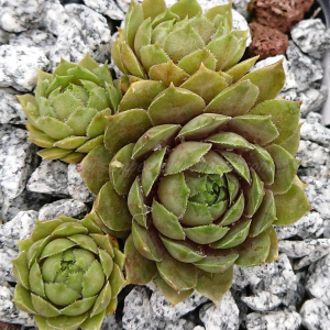 "Sempervivum 'Summer Glow' &ndash; eigene Z&uuml;chtung von Yvonne Rudolph (2021), Mutterpflanze: Moby Dick"