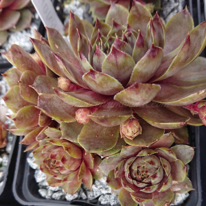 "Sempervivum 'Summer Glow' &ndash; eigene Z&uuml;chtung von Yvonne Rudolph (2021), Mutterpflanze: Moby Dick"