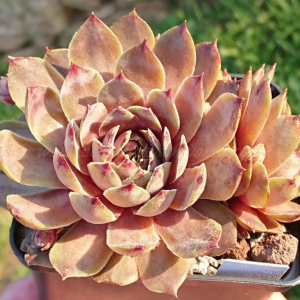 "Sempervivum 'Summer Glow' &ndash; eigene Z&uuml;chtung von Yvonne Rudolph (2021), Mutterpflanze: Moby Dick"