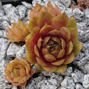 "Sempervivum 'Summer Glow' &ndash; eigene Z&uuml;chtung von Yvonne Rudolph (2021), Mutterpflanze: Moby Dick"