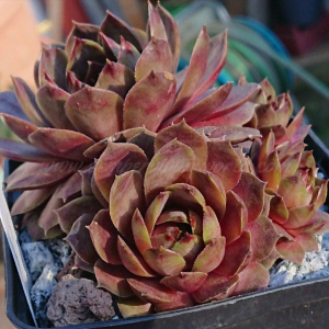 "Sempervivum 'Summer Glow' &ndash; eigene Z&uuml;chtung von Yvonne Rudolph (2021), Mutterpflanze: Moby Dick"