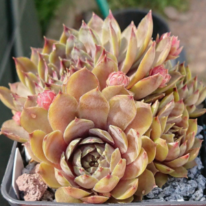 "Sempervivum 'Summer Glow' &ndash; eigene Z&uuml;chtung von Yvonne Rudolph (2021), Mutterpflanze: Moby Dick"
