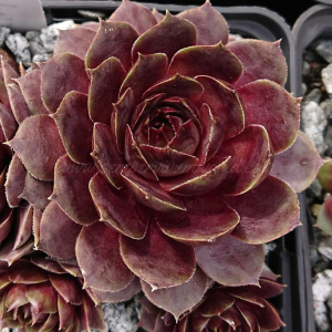 "Sempervivum 'Summer Glow' &ndash; eigene Z&uuml;chtung von Yvonne Rudolph (2021), Mutterpflanze: Moby Dick"