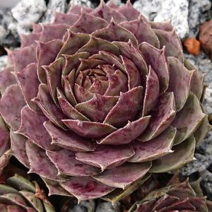 "Sempervivum 'Summer Glow' &ndash; eigene Z&uuml;chtung von Yvonne Rudolph (2021), Mutterpflanze: Moby Dick"