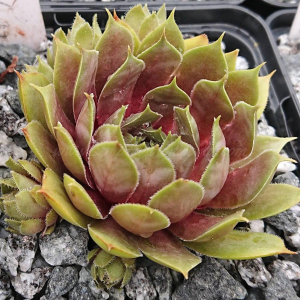 "Sempervivum 'Sweet Willi' &ndash; eigene Z&uuml;chtung von Yvonne Rudolph (2022), Mutterpflanze: Lotus"