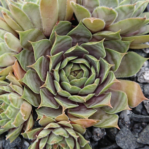 "Sempervivum 'Sweet Willi' &ndash; eigene Z&uuml;chtung von Yvonne Rudolph (2022), Mutterpflanze: Lotus"