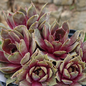 "Sempervivum 'Sweet Willi' &ndash; eigene Z&uuml;chtung von Yvonne Rudolph (2022), Mutterpflanze: Lotus"