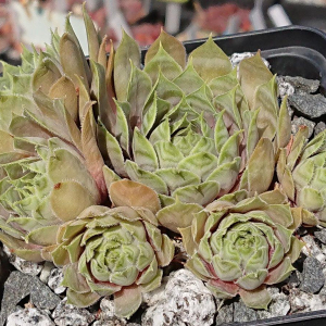 "Sempervivum 'Sweet Willi' &ndash; eigene Z&uuml;chtung von Yvonne Rudolph (2022), Mutterpflanze: Lotus"