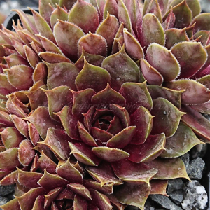 "Sempervivum 'Sweet Willi' &ndash; eigene Z&uuml;chtung von Yvonne Rudolph (2022), Mutterpflanze: Lotus"
