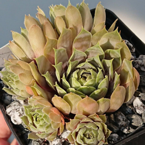 "Sempervivum 'Sweet Willi' &ndash; eigene Z&uuml;chtung von Yvonne Rudolph (2022), Mutterpflanze: Lotus"