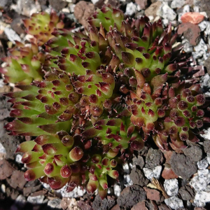 "Sempervivum 'Swinegel' &ndash; eigene Z&uuml;chtung von Yvonne Rudolph (2022), Mutterpflanze: Moby Dick"