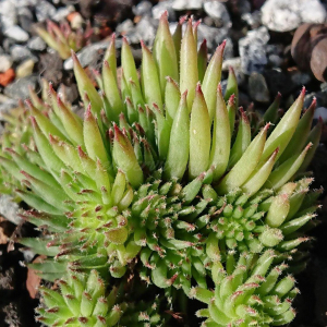 "Sempervivum 'Swinegel' &ndash; eigene Z&uuml;chtung von Yvonne Rudolph (2022), Mutterpflanze: Moby Dick"