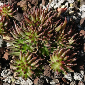 "Sempervivum 'Swinegel' &ndash; eigene Z&uuml;chtung von Yvonne Rudolph (2022), Mutterpflanze: Moby Dick"