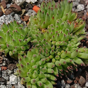 "Sempervivum 'Swinegel' &ndash; eigene Z&uuml;chtung von Yvonne Rudolph (2022), Mutterpflanze: Moby Dick"