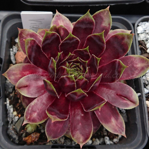 "Sempervivum 'Violet Flame' &ndash; eigene Z&uuml;chtung von Yvonne Rudolph (2021), Mutterpflanze: Sky Rockoon"