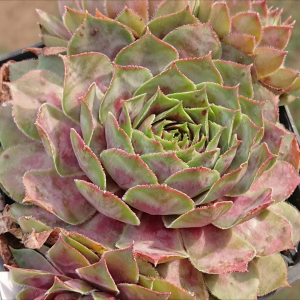 "Sempervivum 'Violet Flame' &ndash; eigene Z&uuml;chtung von Yvonne Rudolph (2021), Mutterpflanze: Sky Rockoon"
