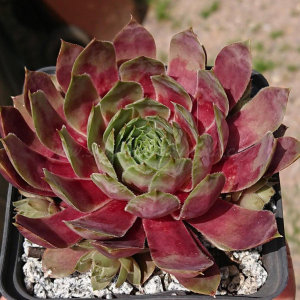 "Sempervivum 'Violet Flame' &ndash; eigene Z&uuml;chtung von Yvonne Rudolph (2021), Mutterpflanze: Sky Rockoon"