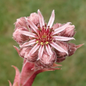 "Sempervivum 'Violet Flame' &ndash; eigene Z&uuml;chtung von Yvonne Rudolph (2021), Mutterpflanze: Sky Rockoon"