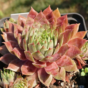 "Sempervivum 'Violet Flame' &ndash; eigene Z&uuml;chtung von Yvonne Rudolph (2021), Mutterpflanze: Sky Rockoon"